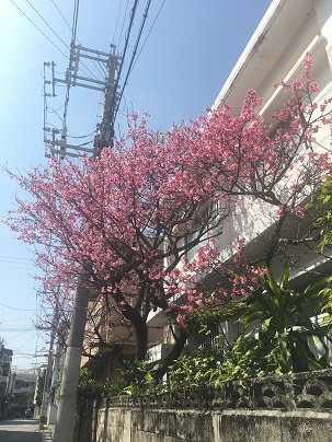 桜が見頃です。